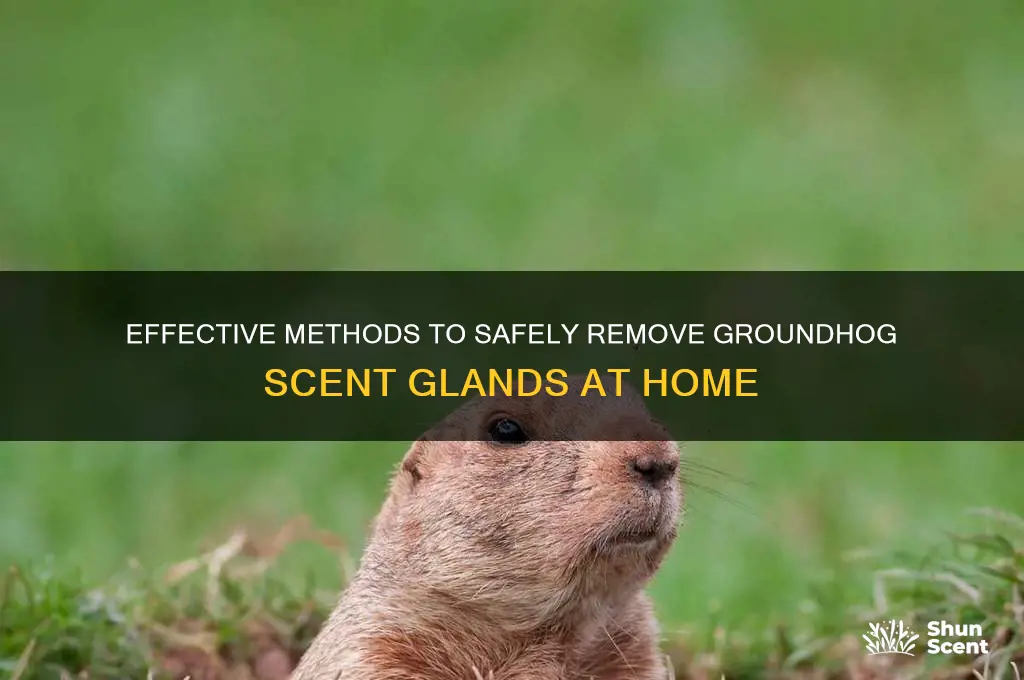 how to remove groundhog scent glands