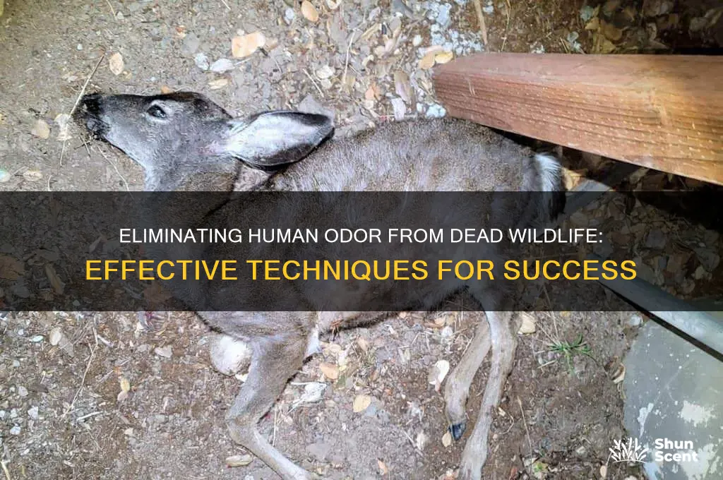 how to remove human scent from dead animal
