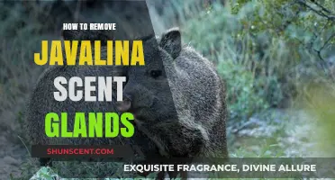Effective Methods to Remove Javalina Scent Glands Safely and Easily