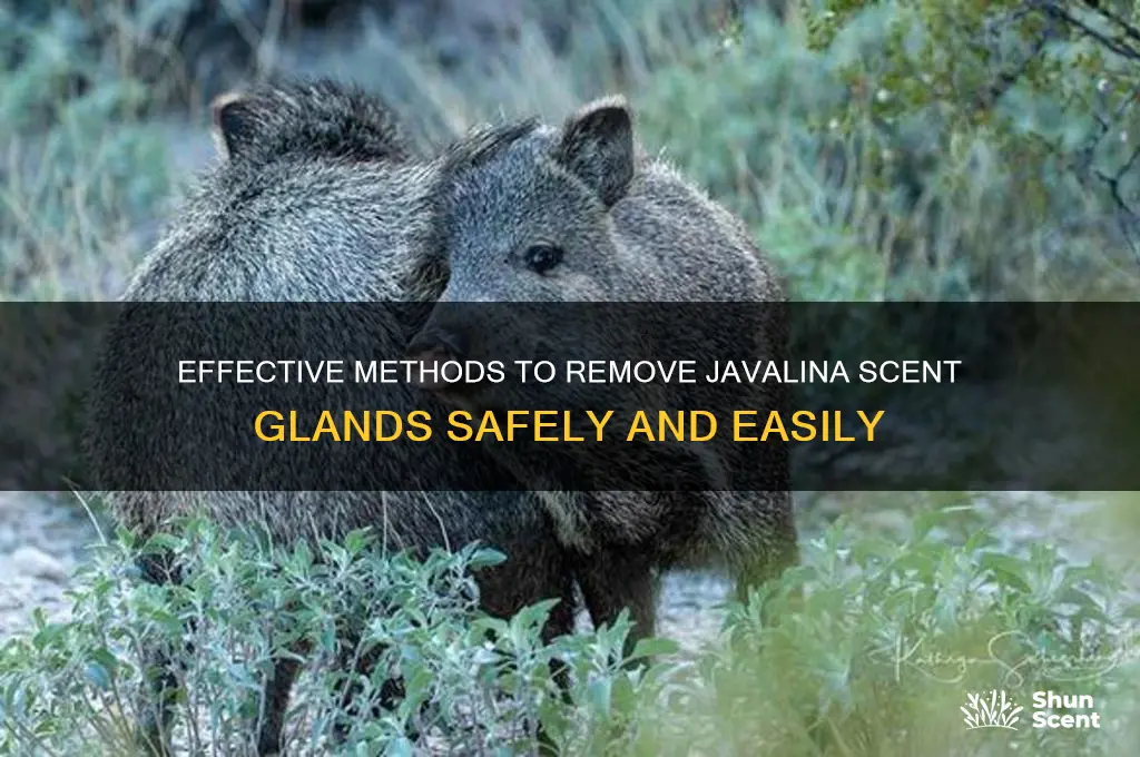 how to remove javalina scent glands