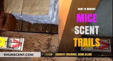 Eliminate Mice Scent Trails: Effective Methods to Erase Rodent Pathways