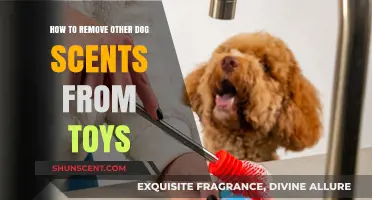 Effective Ways to Eliminate Other Dog Scents from Your Pet's Toys