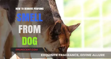 Eliminating Perfume Scents from Your Dog's Fur