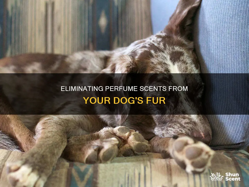 how to remove perfume smell from dog
