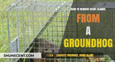 Effective Techniques for Removing Scent Glands from a Groundhog Safely
