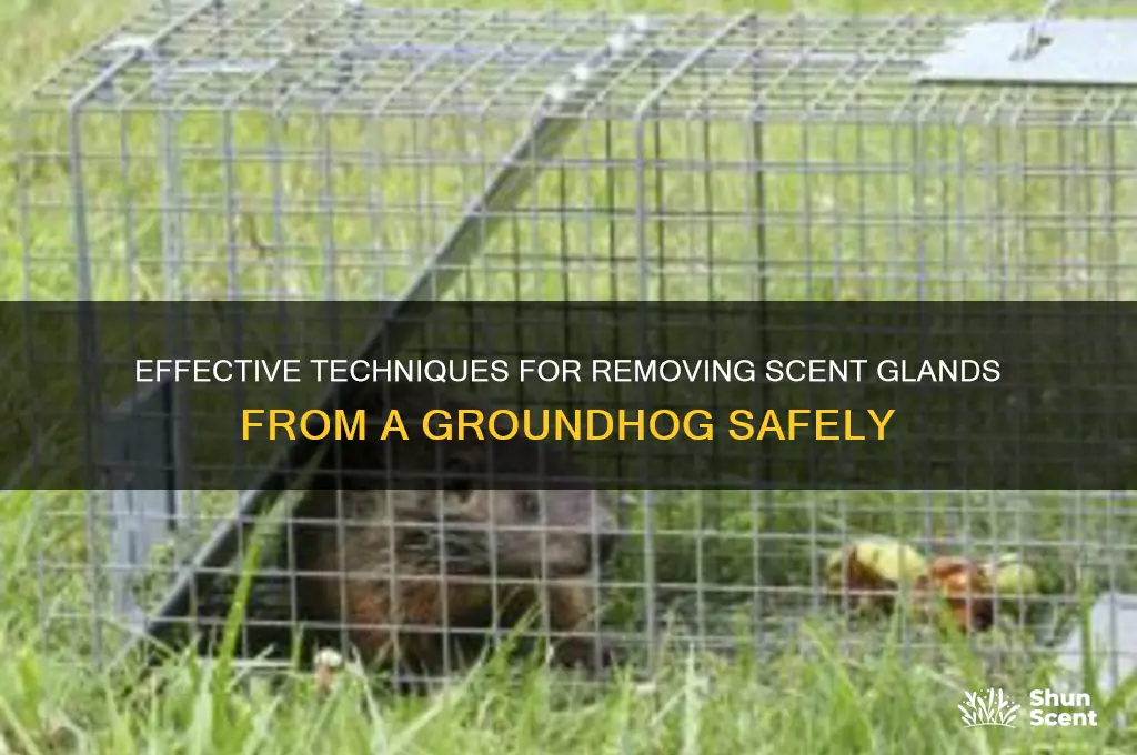 how to remove scent glands from a groundhog