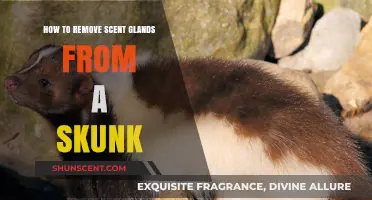 Effective Skunk Scent Gland Removal: A Step-by-Step Guide for Safety