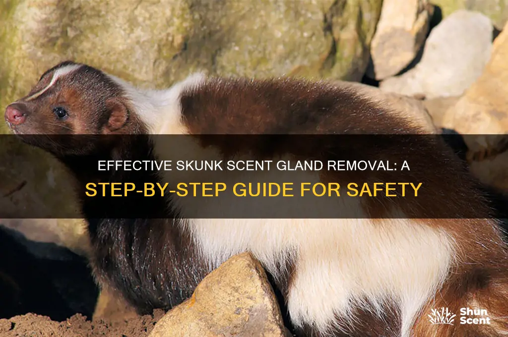 how to remove scent glands from a skunk
