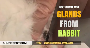 Effective Guide: Removing Scent Glands from Rabbits Safely and Easily