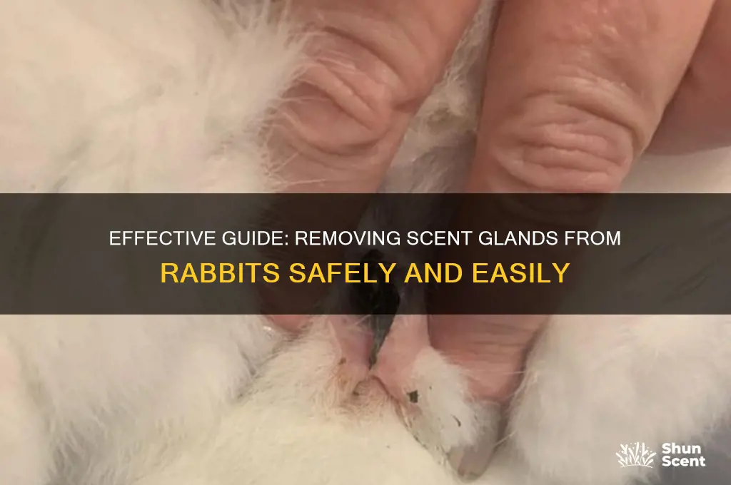 how to remove scent glands from rabbit