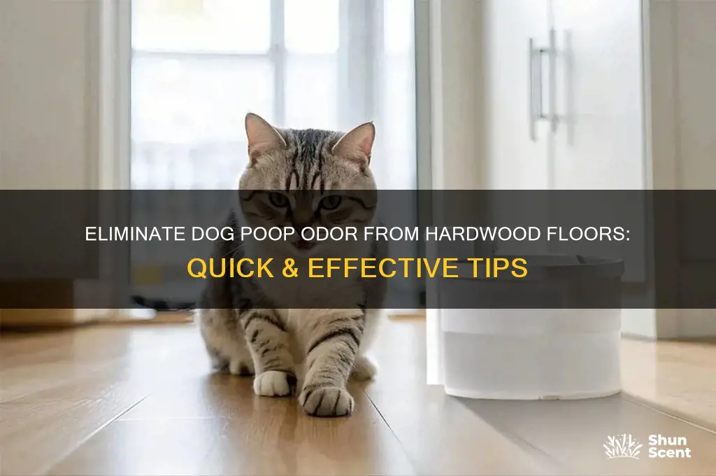 how to remove scent of dog poop from hardwood floor