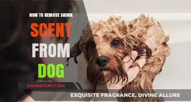 Effective Ways to Eliminate Skunk Odor from Your Dog Quickly
