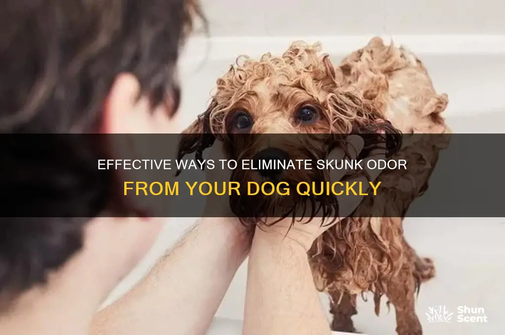 how to remove skunk scent from dog