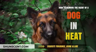 Effective Tips to Neutralize the Scent of a Dog in Heat