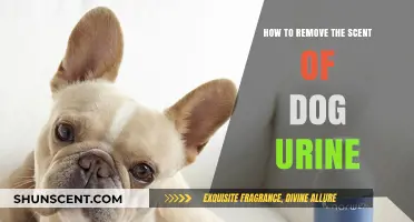 Effective Ways to Eliminate Dog Urine Smell from Your Home