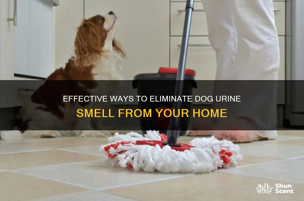 how to remove the scent of dog urine