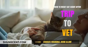 Revitalize Your Cat's Comfort: Post-Vet Scent Reset Guide