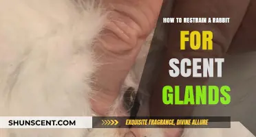 Safe Rabbit Restraint Techniques for Scent Gland Cleaning and Care
