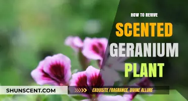 Reviving Scented Geraniums: Essential Tips for Healthy Growth and Fragrance