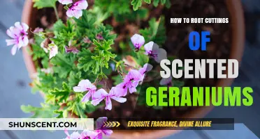 Rooting Scented Geranium Cuttings: A Simple Propagation Guide