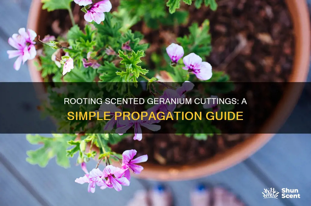 how to root cuttings of scented geraniums