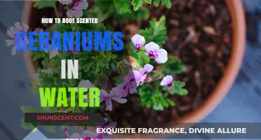 Rooting Scented Geraniums in Water: A Simple Propagation Guide