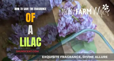 Capturing Lilac's Essence: Preserving Fragrance Tips