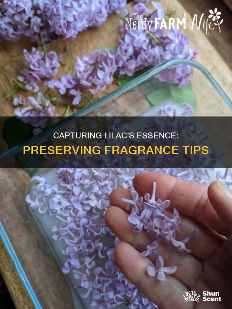 how to save the fragrance of a lilac