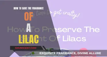 Preserving Lilac's Fragrance: Tips for Capturing its Sweet Scent