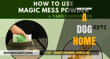 Effective Tips for Keeping Your Dog's Home Smelling Fresh and Clean
