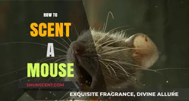 Mastering the Art of Scenting a Mouse: Tips and Techniques