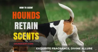 Mastering Scent Retention: Essential Tips for Training Scent Hounds