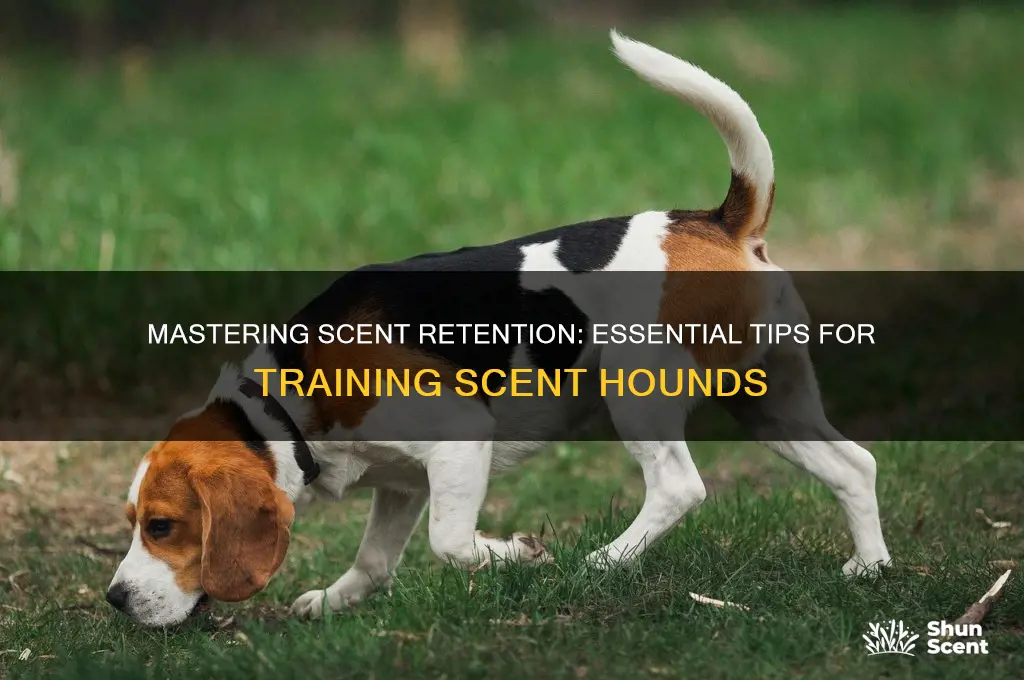 how to scent hounds retain scents