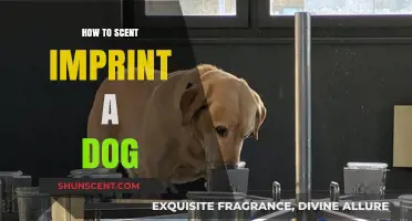 Mastering Scent Imprinting: A Step-by-Step Guide for Training Your Dog
