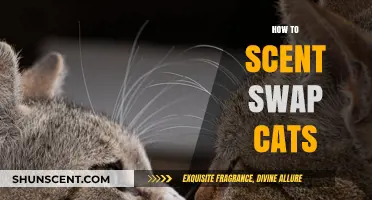 Scent Swapping Secrets: A Guide to Introducing Cats Harmoniously