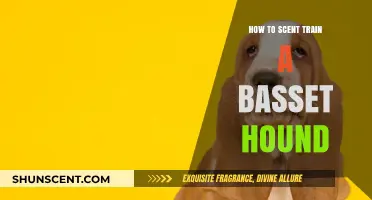 Mastering Scent Training: A Guide for Basset Hound Owners