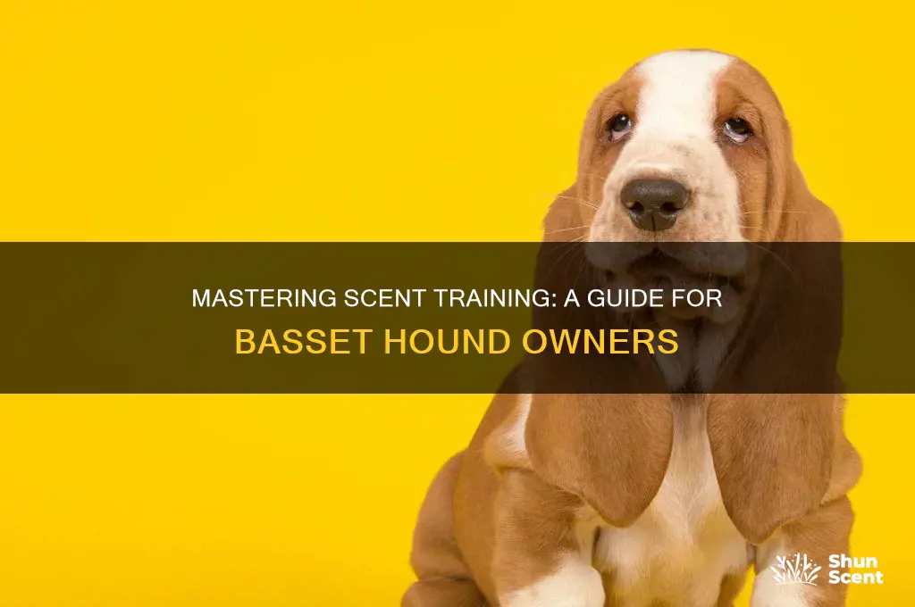 how to scent train a basset hound