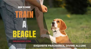 Mastering Scent Training: A Step-by-Step Guide for Your Beagle