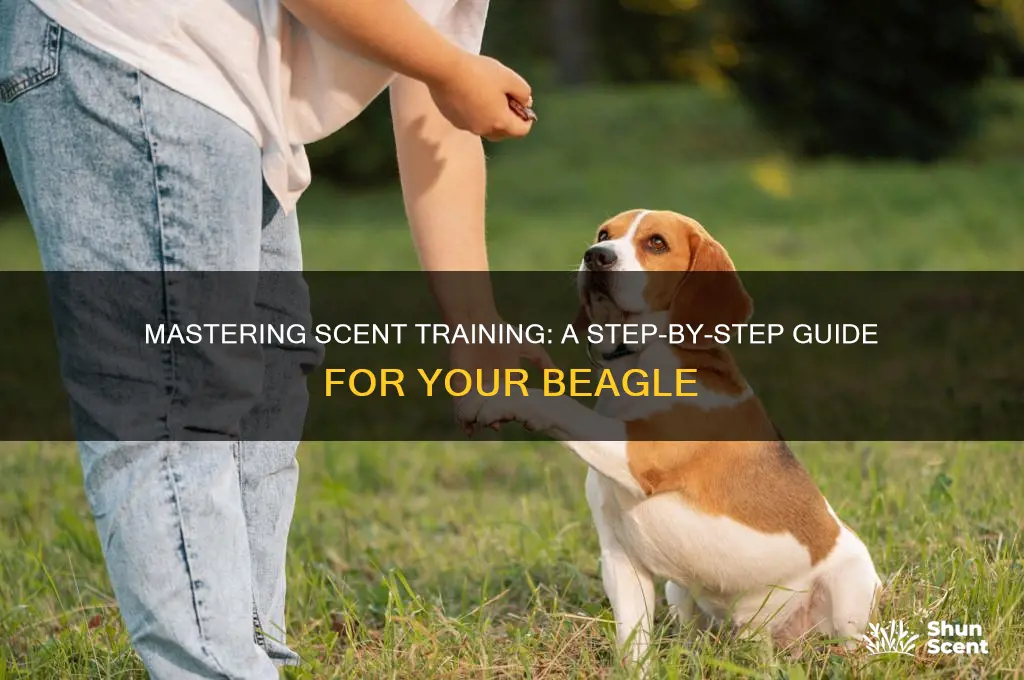 how to scent train a beagle