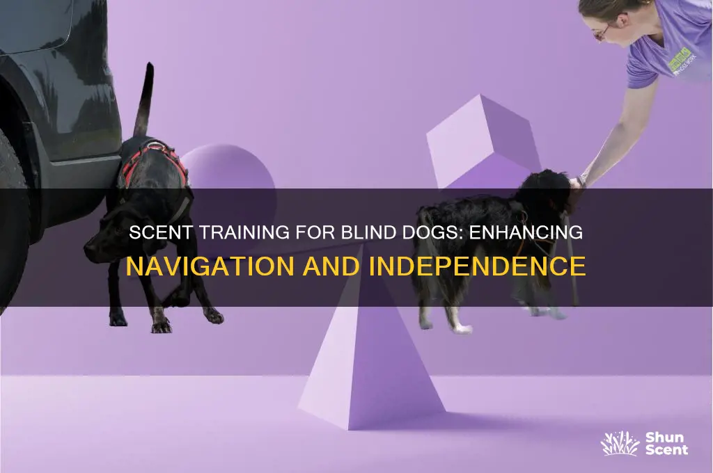 how to scent train a blind dog