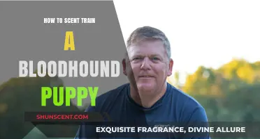 Scent Training Your Bloodhound Puppy: A Step-by-Step Guide to Success