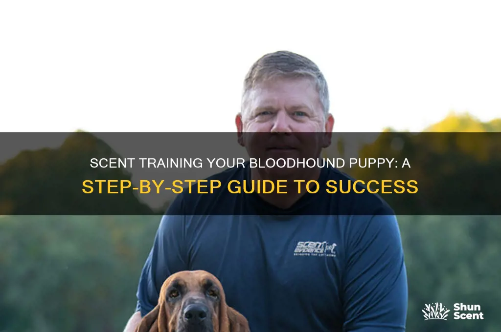 how to scent train a bloodhound puppy