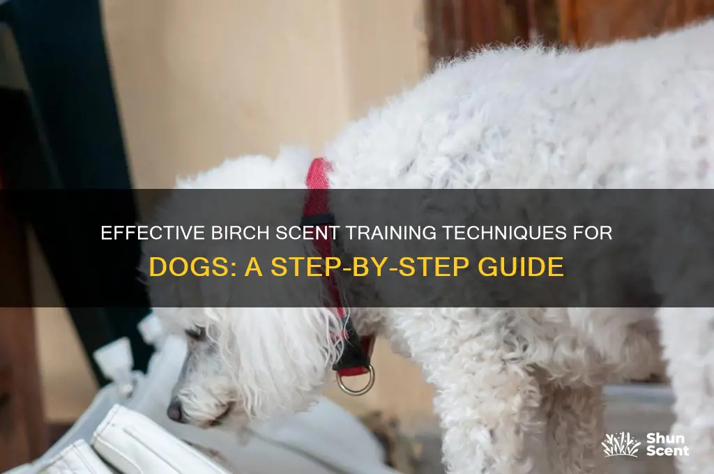 how to scent train a dog birch