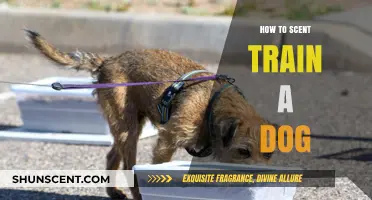 Mastering Scent Training: Effective Techniques to Enhance Your Dog's Skills