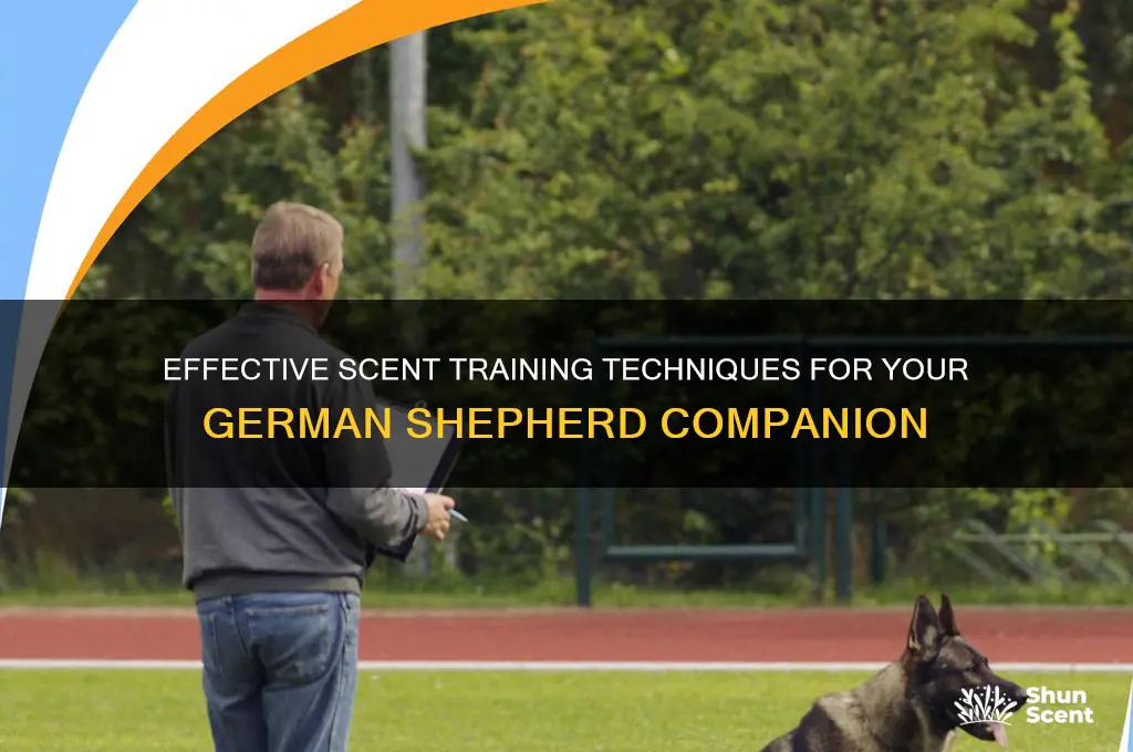 how to scent train a german shepherd