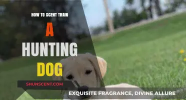 Mastering Scent Training: Effective Techniques for Hunting Dogs