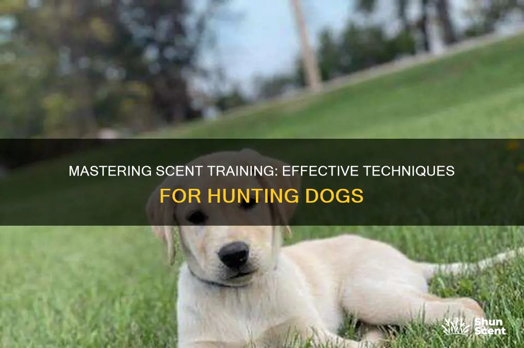 how to scent train a hunting dog