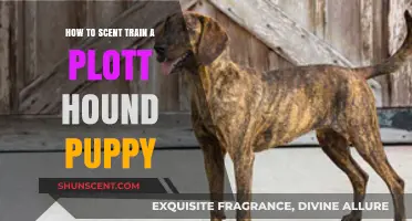 Scent Training Your Plott Hound Puppy: Essential Tips for Success