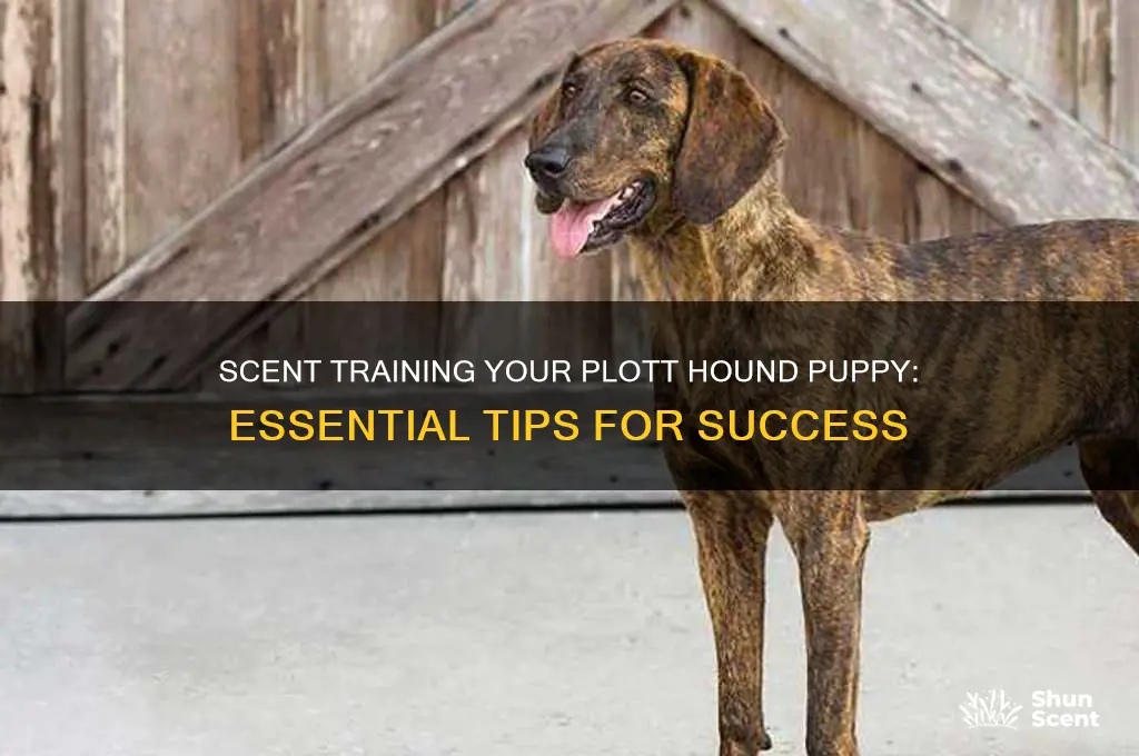 how to scent train a plott hound puppy