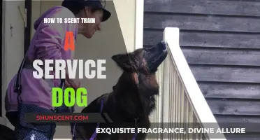 Effective Scent Training Techniques for Service Dogs: A Comprehensive Guide